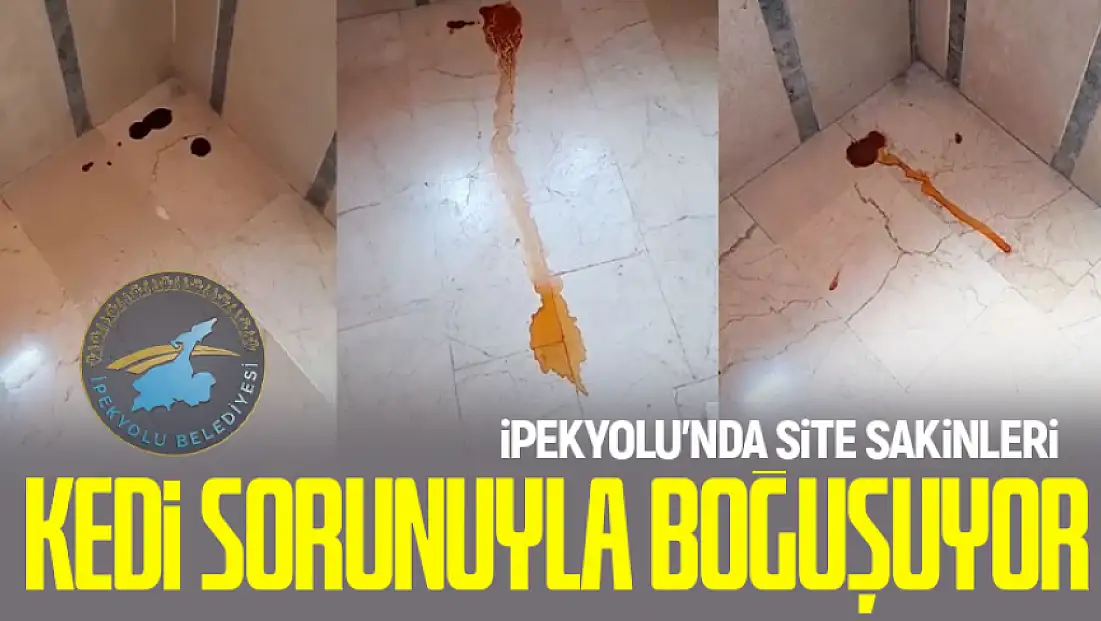 İpekyolu'nda site sakinleri kedi sorunuyla boğuşuyor: Belediye çözüm bulmuyor
