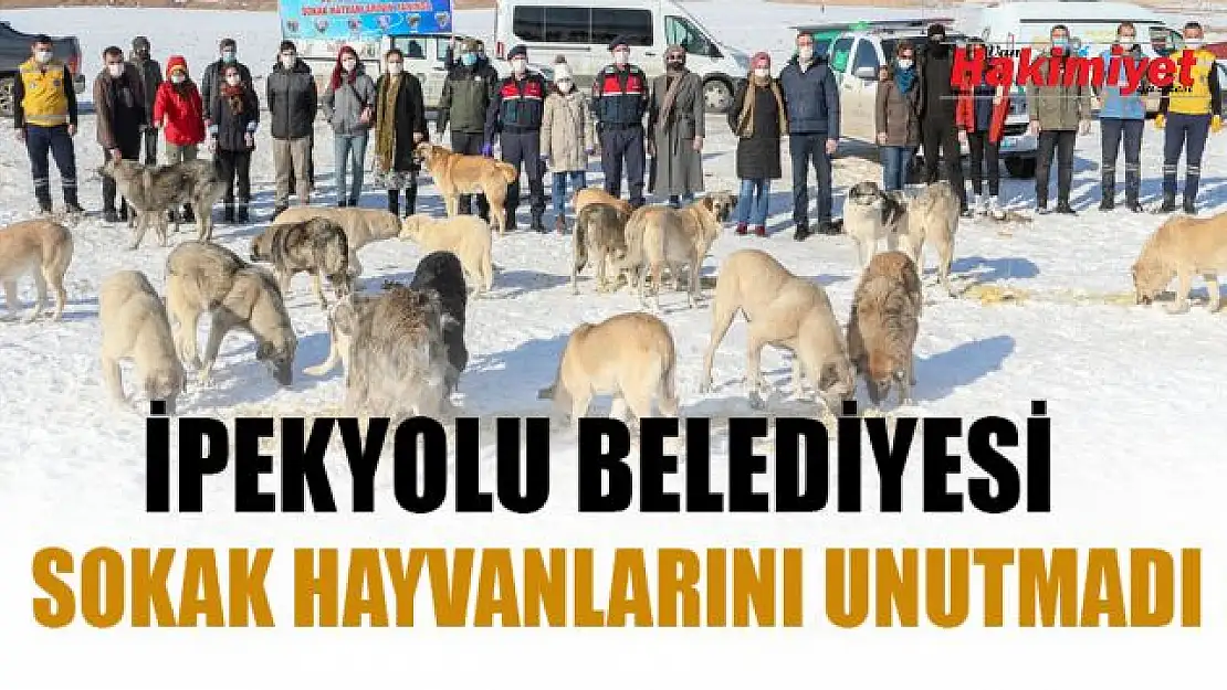 İpekyolu Belediyesi sokak hayvanlarına el uzattı