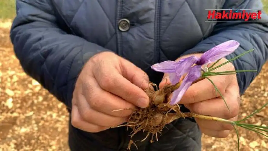 Kilosu 400 lira! Siparişlere yetişemiyor...