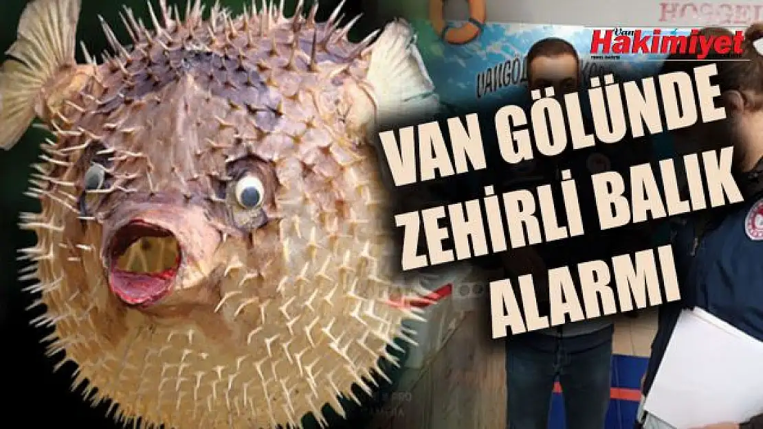 Van Gölü'nde görülen zehirli balon balığı için ekipler harekete geçti.