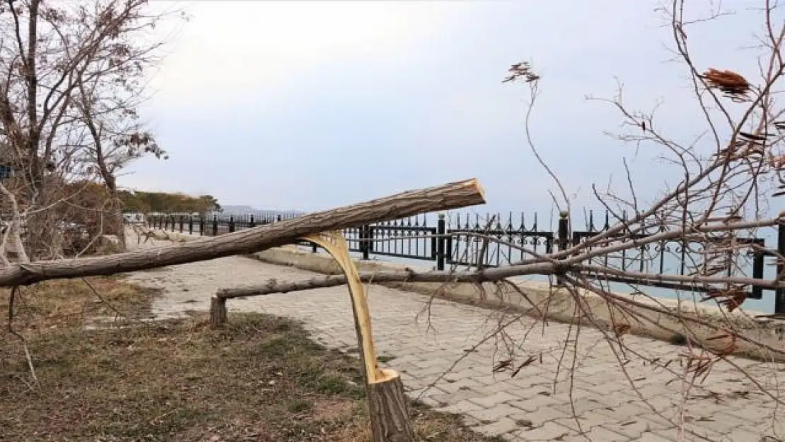 Van Edremit'te ağaçları kesip Van gölü' ne attılar