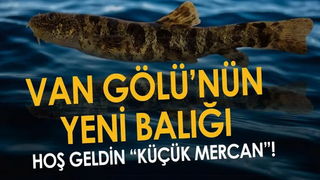 Van Gölü'nde keşfedilen balığa isim verildi