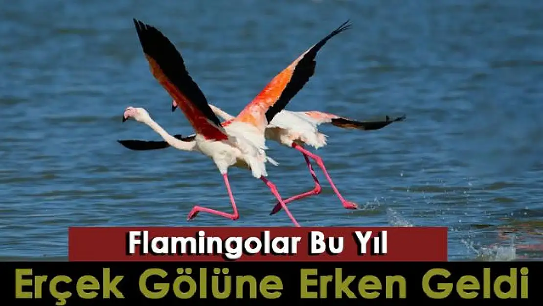 Flamingolar Erçek Gölü'ne bu yıl erken geldi