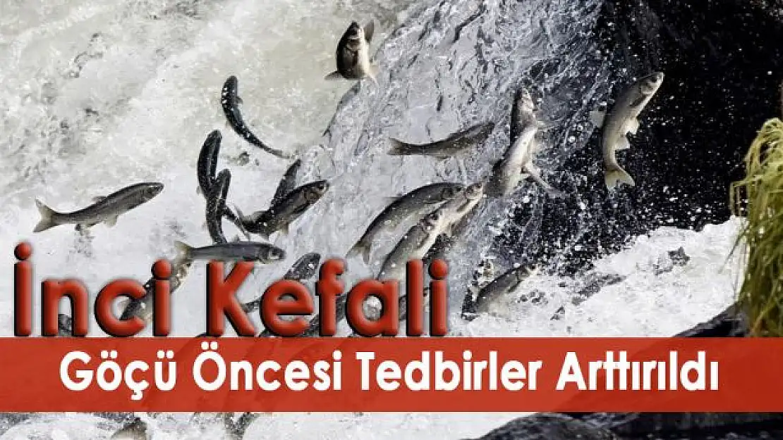 İnci kefali göçü öncesi tedbirler arttırıldı