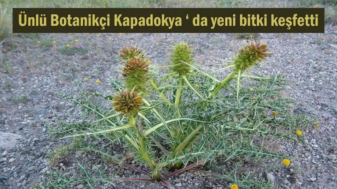 Kapadokya'da keşfedilen bitkiye 'Gundelia cappadocica' adı verildi