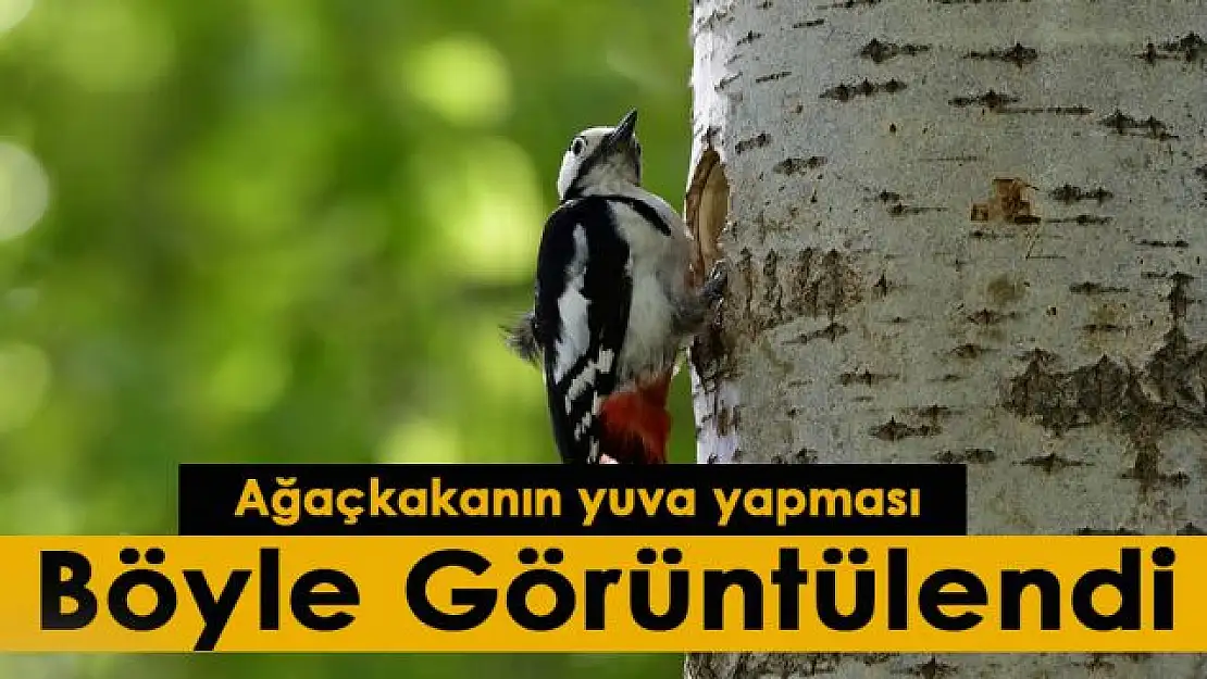 Ağaçkakanın yuva yapması böyle görüntülendi