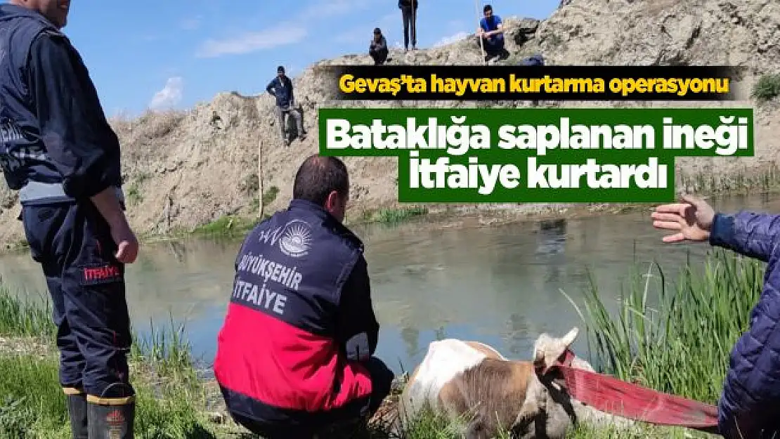 Bataklığa saplanan ineği itfaiye kurtardı