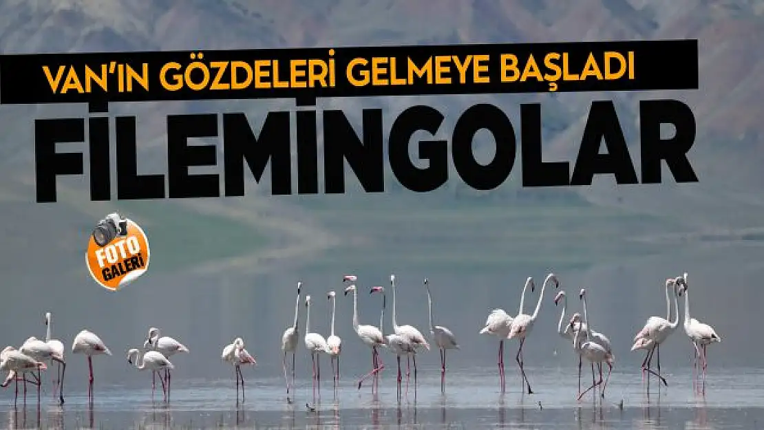 Foto Galeri | Van Gölü Havzası'nın narin kuşları flamingolar