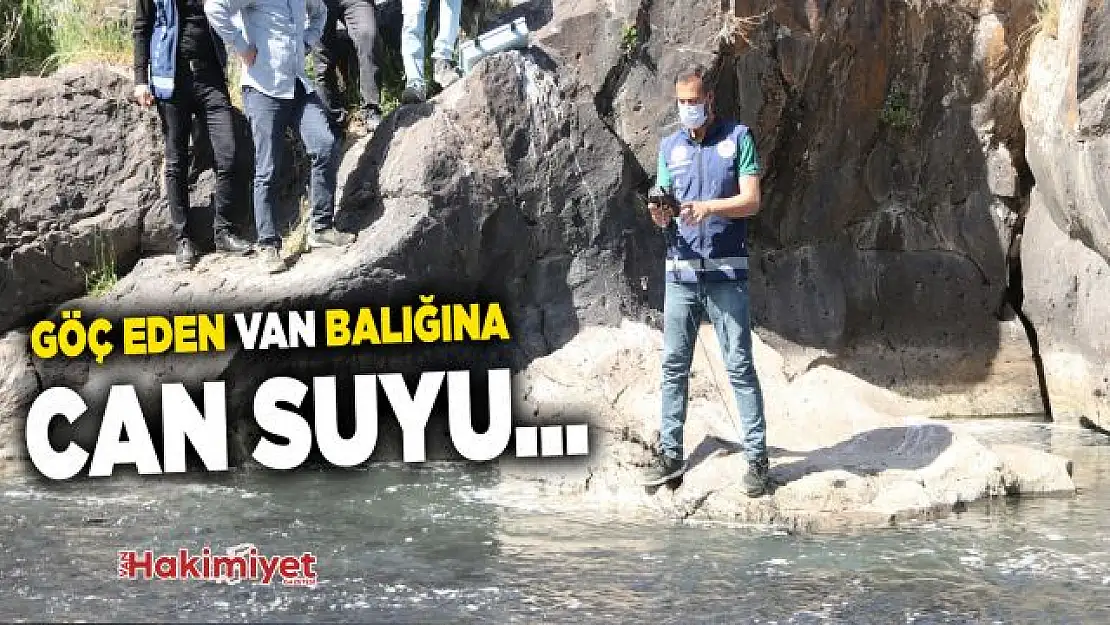 Göç yolunda oksijensiz kalan balıklar için can suyu takviyesi