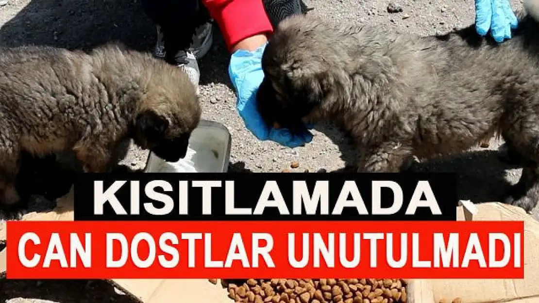 Kısıtlamada can dostlar unutulmadı