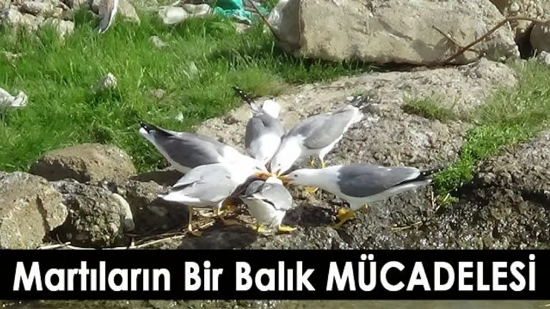 Martıların bir balık üzerine kıyasıya mücadelesi