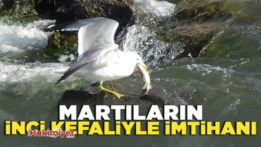 Martıların İnci Kefaliyle imtihanı