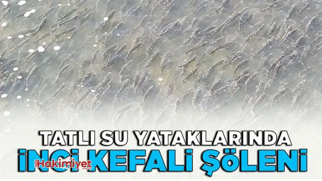 Tatlı su yataklarında yavru inci kefali şöleni