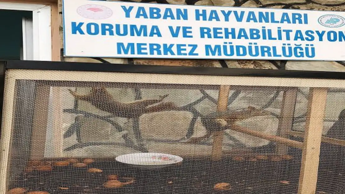 Tedavileri tamamlanan sincaplar doğaya bırakıldı