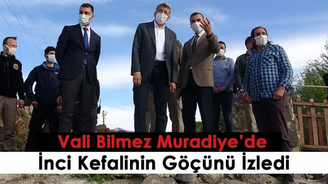 Vali Bilmez inci kefalinin zorlu göçünü izledi