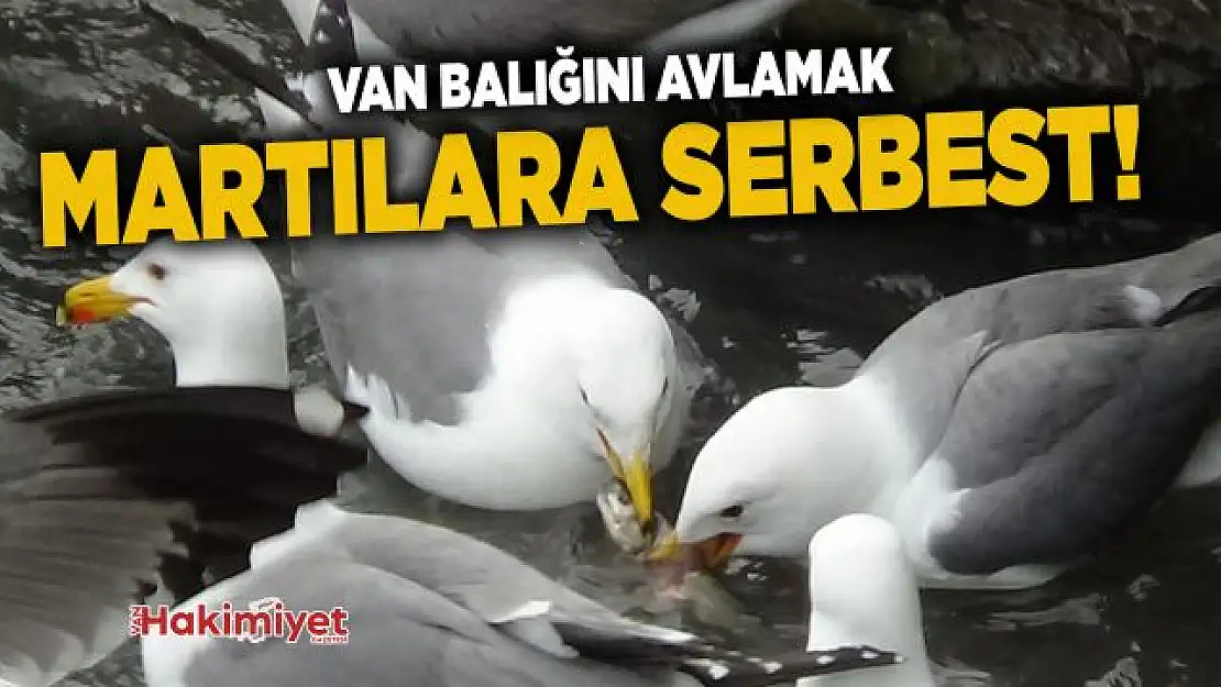 Van balığını avlamak sadece martılara serbest