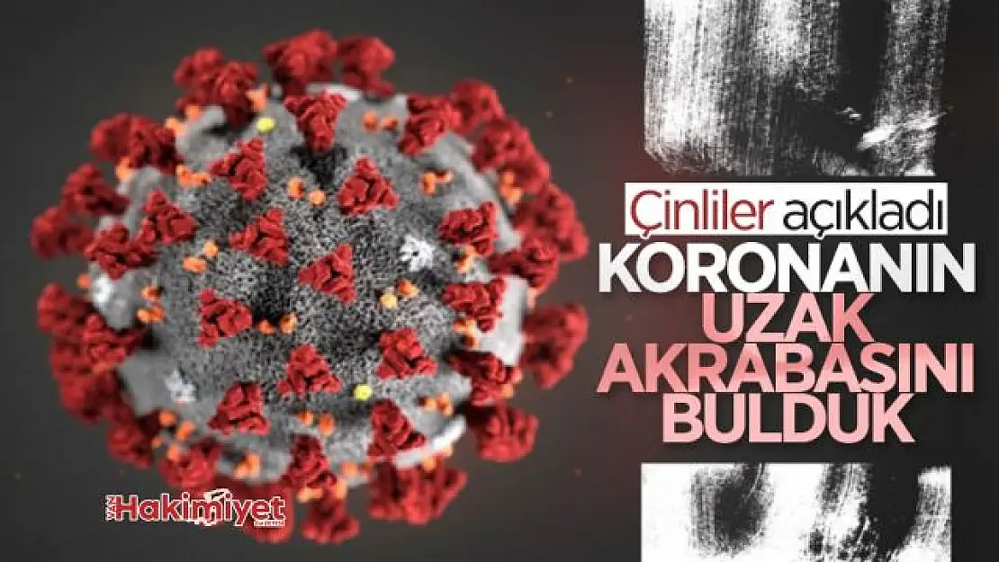 Yarasalarda görülen koronavirüslerin soy ağacında yeni bir dala rastlandı