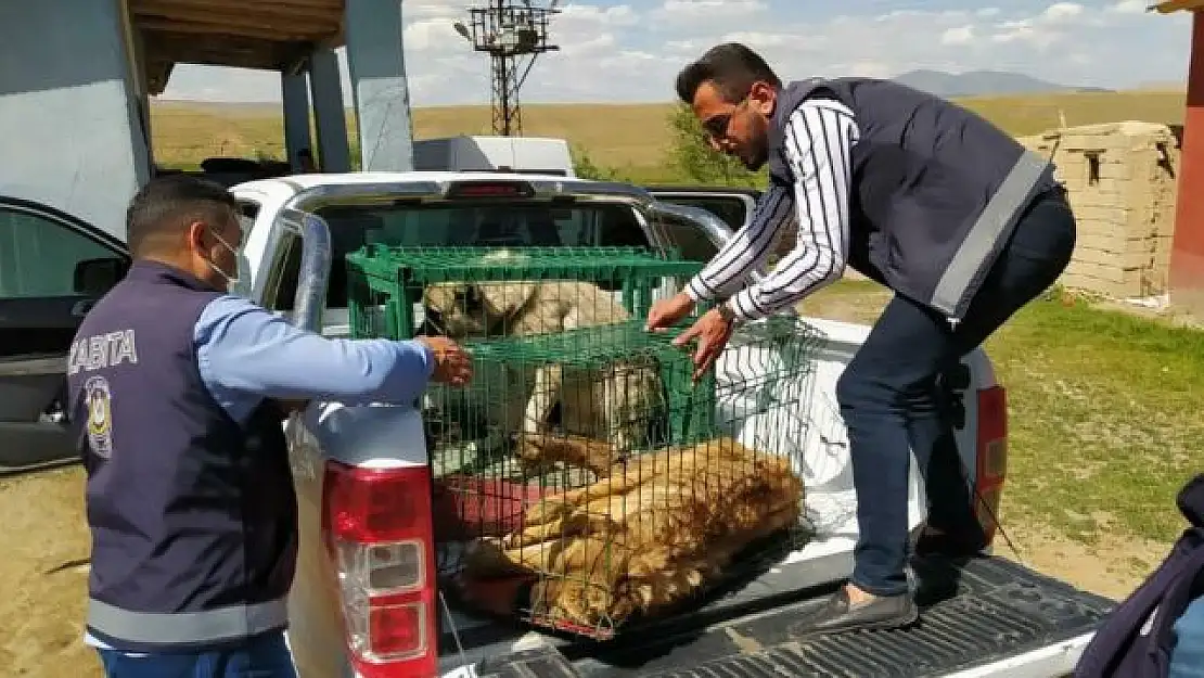 Belediye ekiplerinden yaralı köpeklere şefkat eli