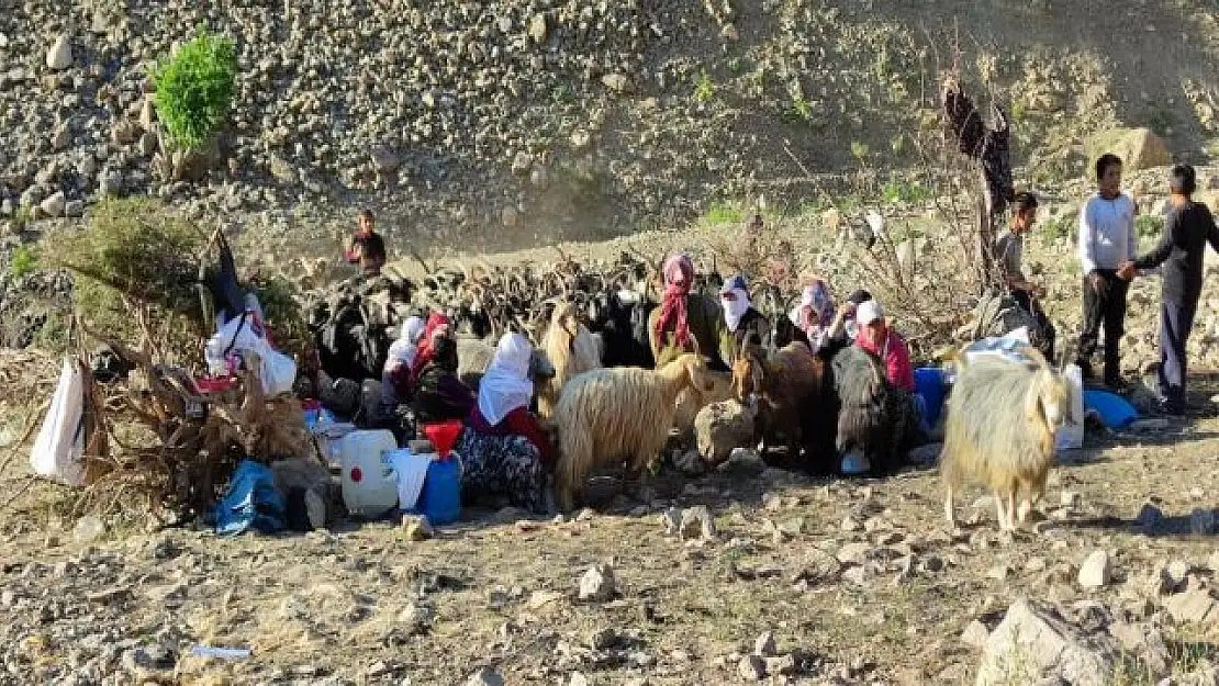 'Berivanlar' süt sağmak için her gün kilometrelerce yürüyor