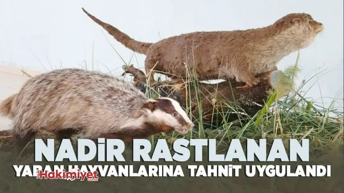 Nadir rastlanan yaban hayvanlarına tahnit uygulandı