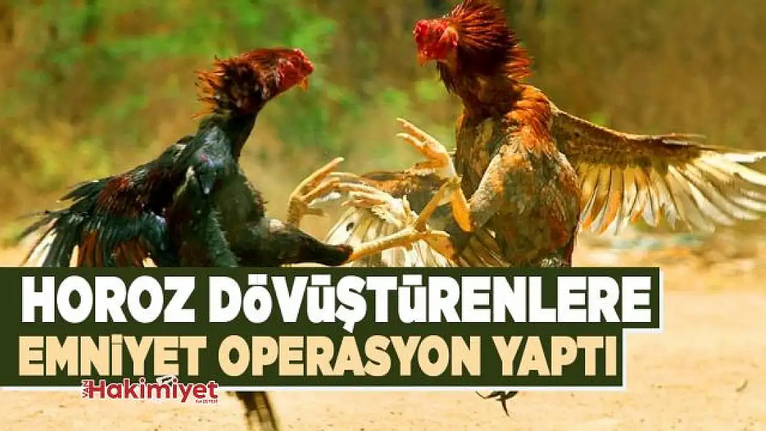 Van'da horoz dövüştürenlere ceza!