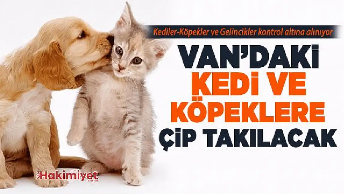 Van'daki kediler ve köpekler kayıt altına alınıyor