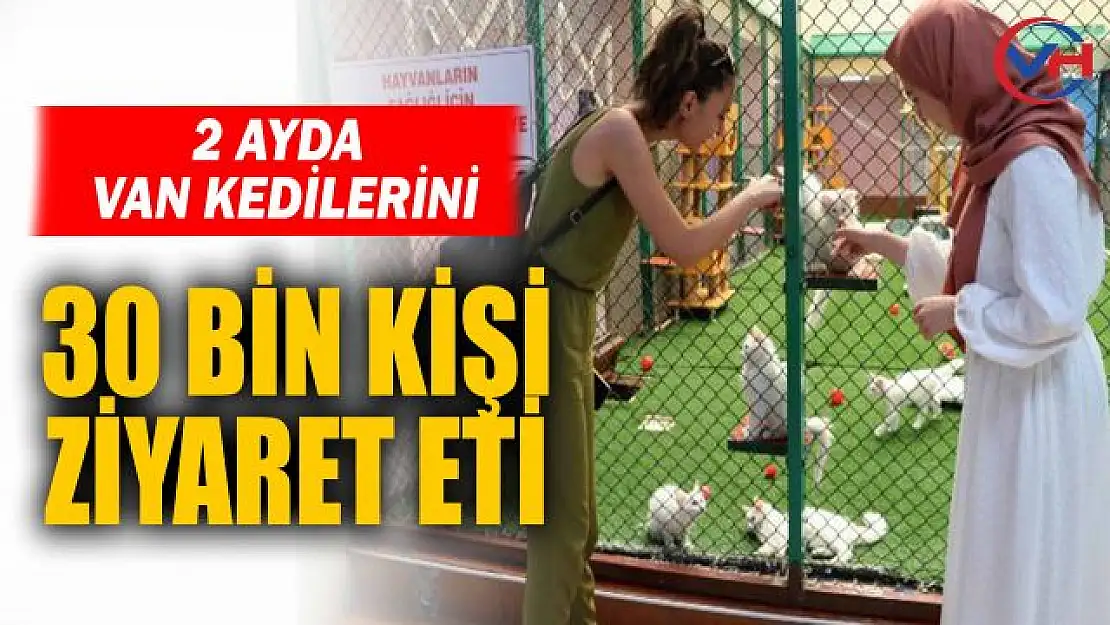 Van kedilerine 2 ayda 30 bin ziyaretçi