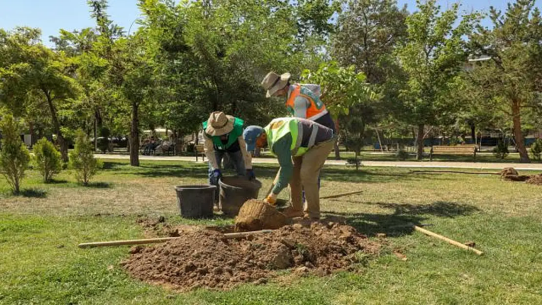 Van'da park ve refüjlerde ağaçlandırma çalışması