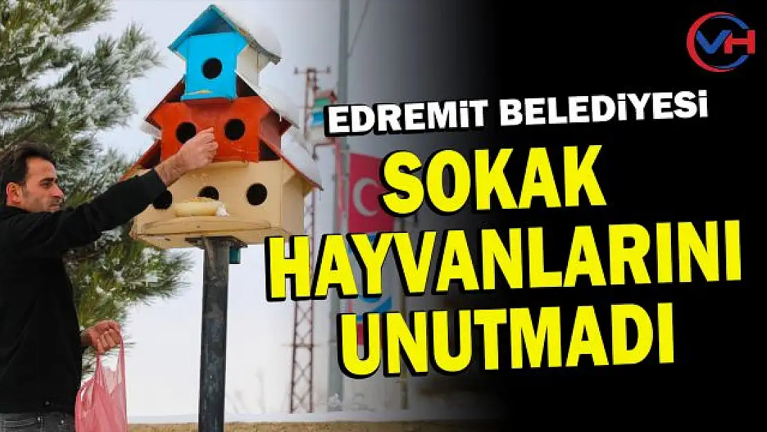 Gürpınar Belediyesi Sokak Hayvanlarına Sahip Çıkıyor