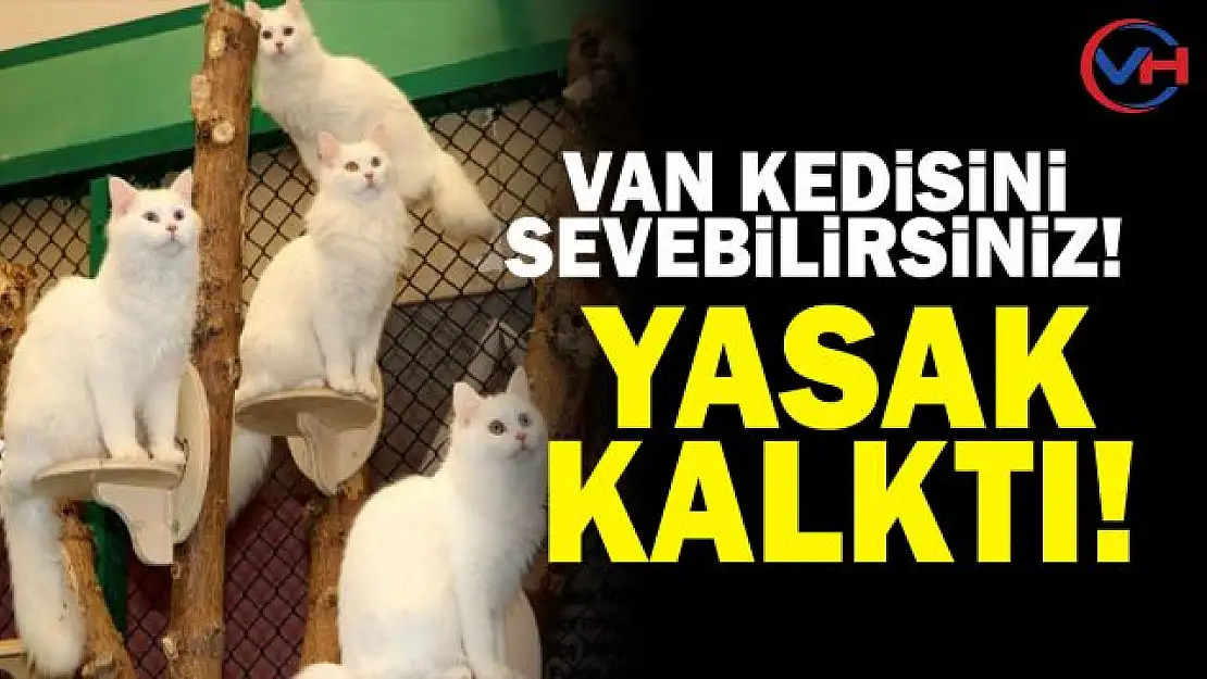 Van Kedisini sevme yasağı kalktı!