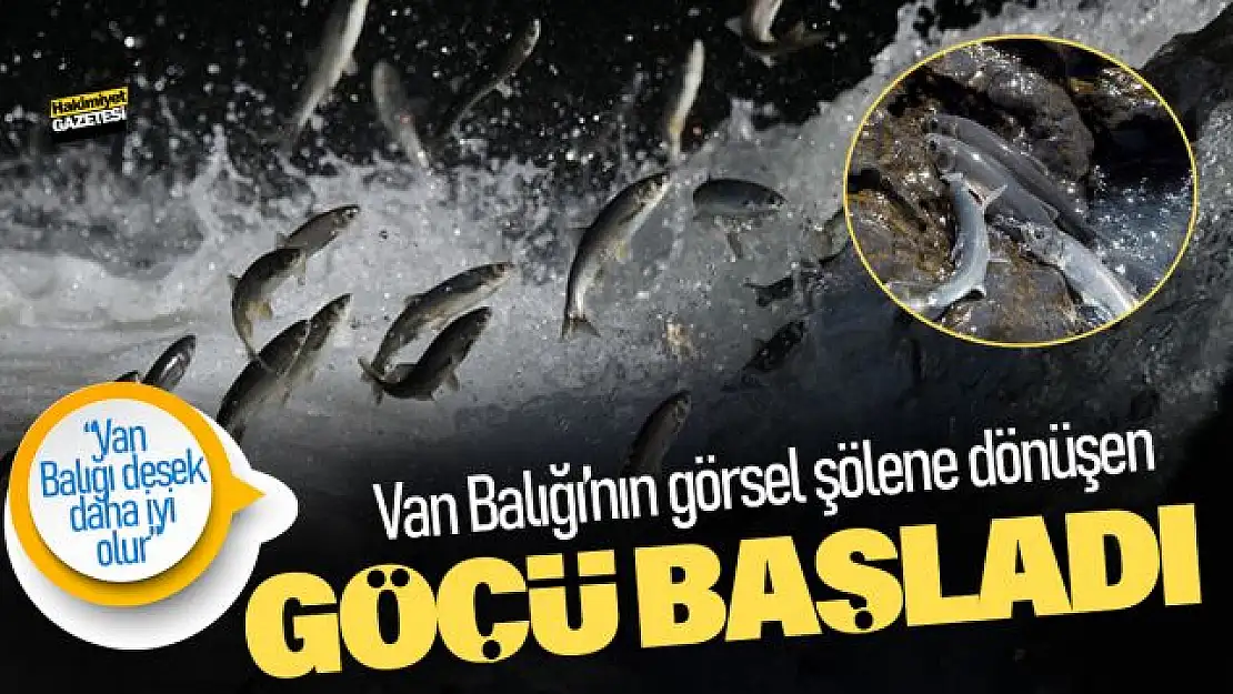 Van Balığının muhteşem yolculuğu başladı