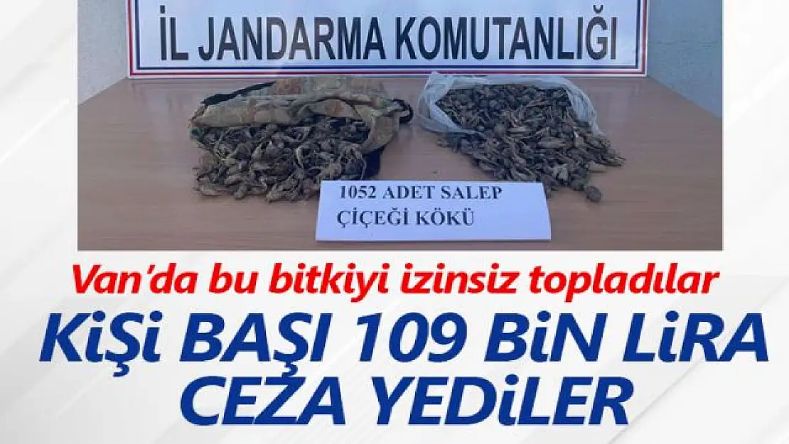 Van'da 1052 adet salep bitkisi ele geçirildi