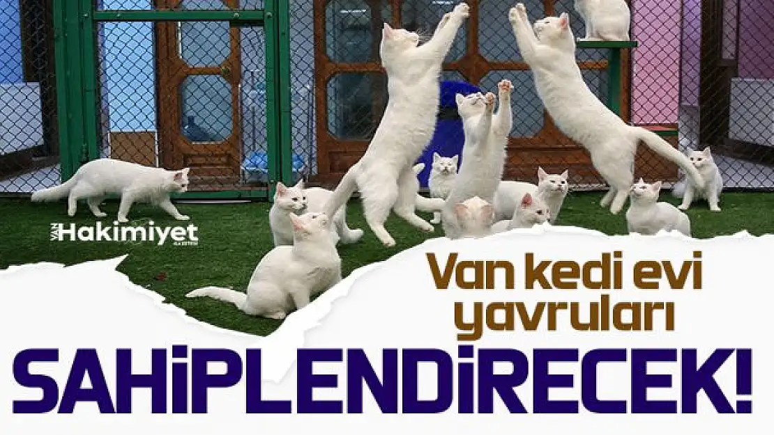 Van kedilerinin yavruları sahiplendirilecek