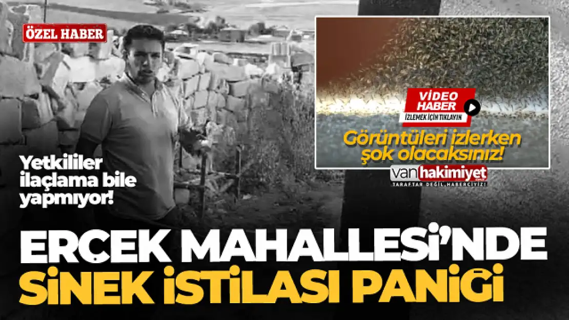 Van'da bir mahalle sinek istilasına uğradı