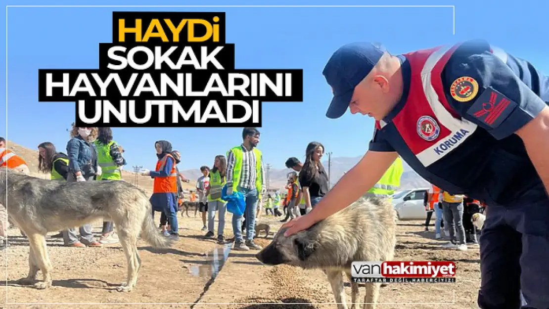 HAYDİ timi Van'da sokak hayvanları için beslenme etkinliği düzenledi