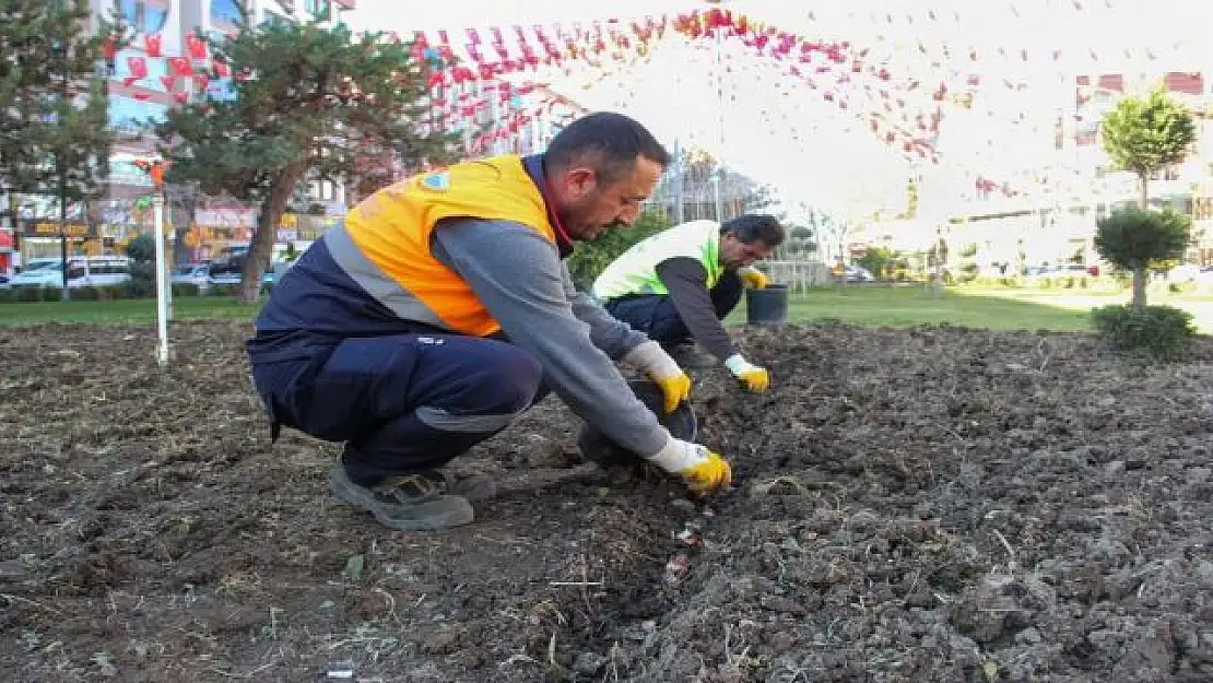 Van'da 54 bin lale soğanı dikimi yapıldı