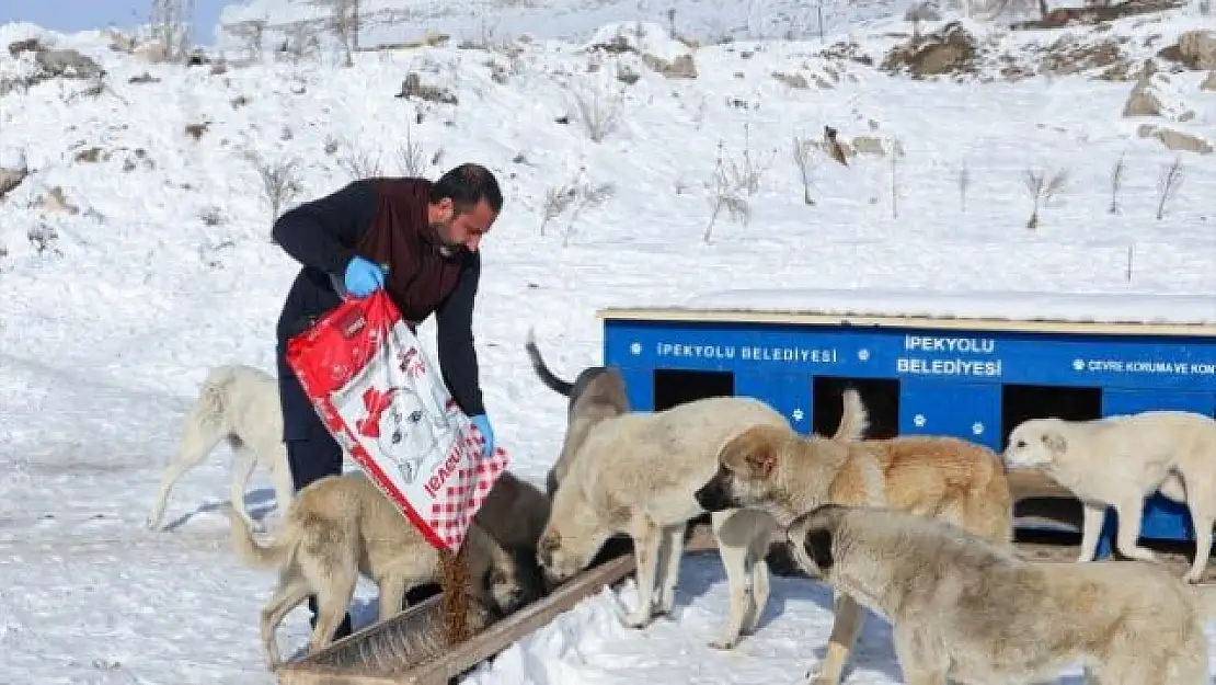 Van'da sokak hayvanları unutulmadı!