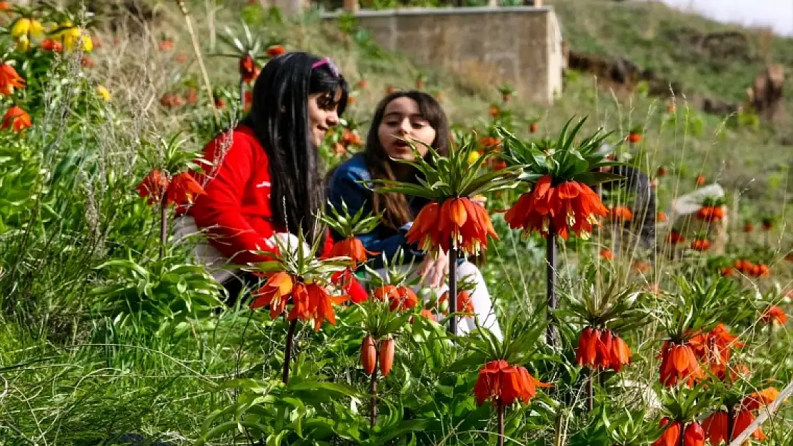 Ters laleler fotoğraf tutkunlarının gözdesi oldu