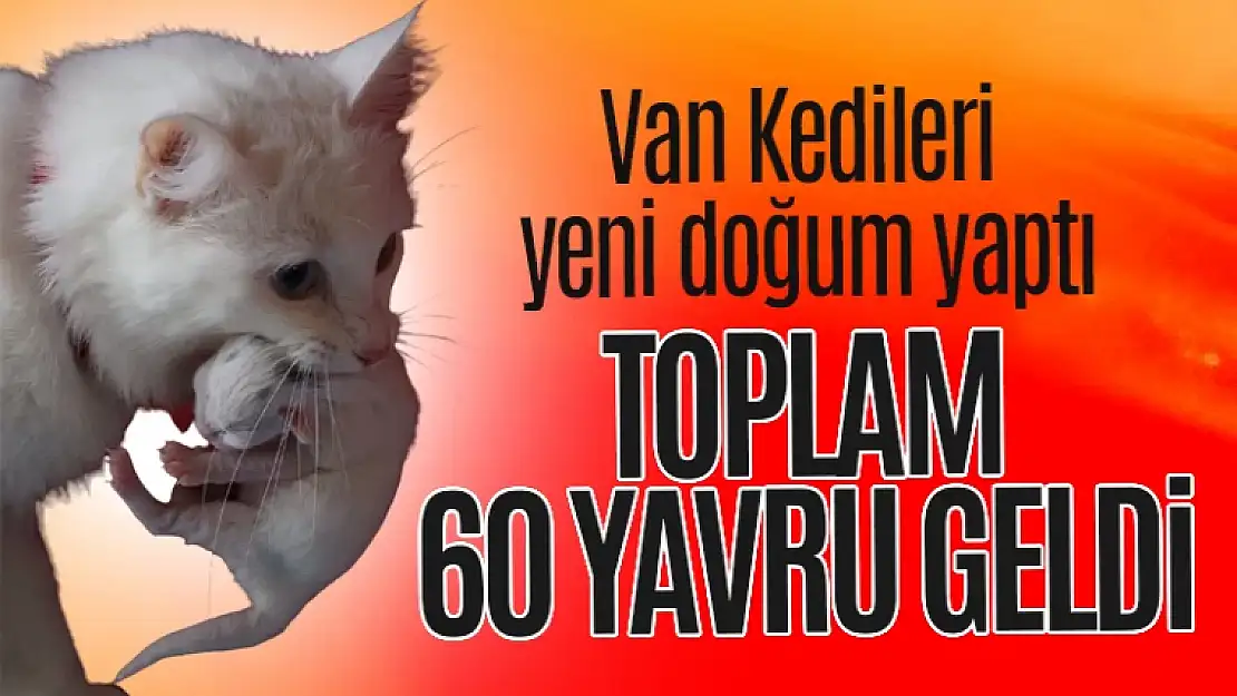 Van Kedi Villası'nda 20 kedi doğum yaptı