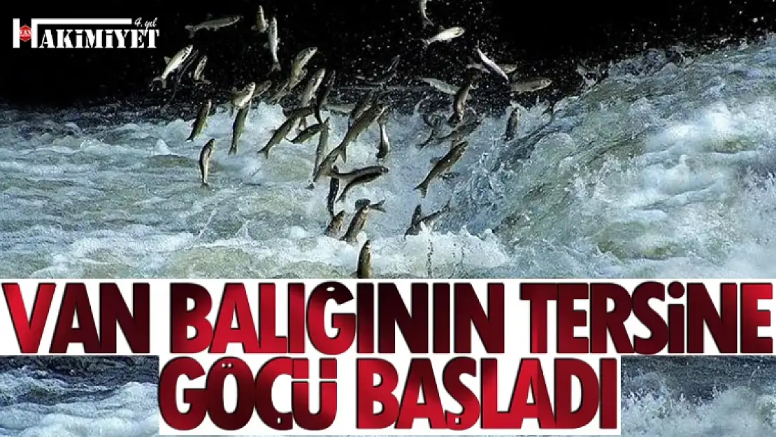 Van Balığının tersine göçü başladı!