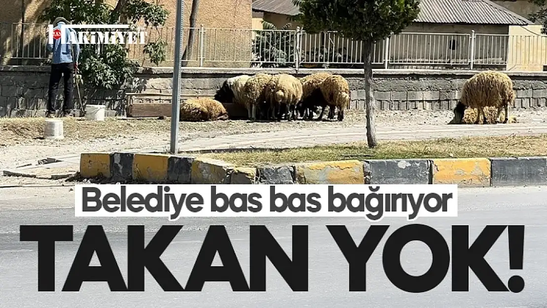 Van'daki kurban satıcıları belediyeyi dinlemedi!