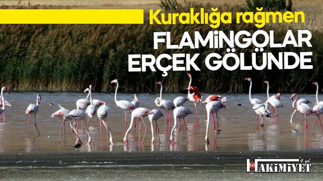 Flamingolar kuraklığa rağmen Erçek Gölü'nde