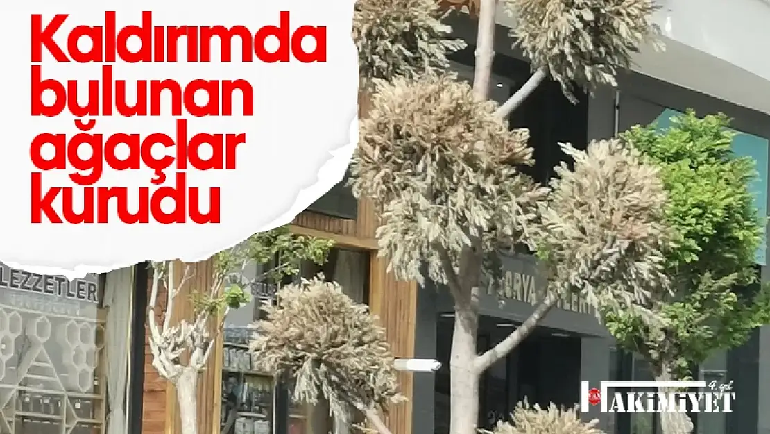 Van'da devasa saksılara alınan ağaçlar kurudu!