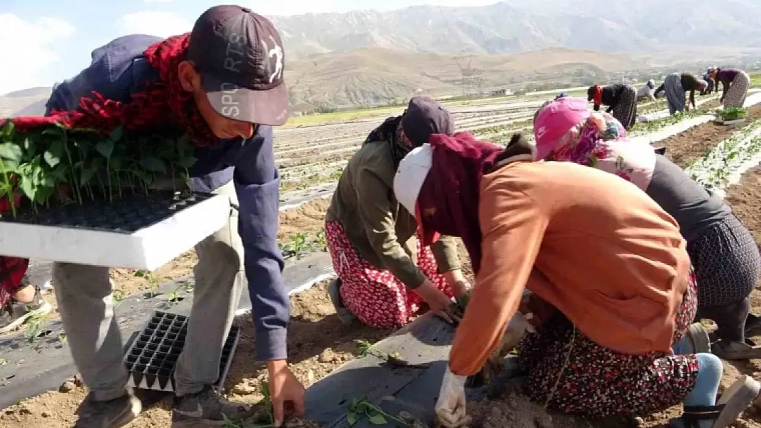 Van'da mevsimlik tarım işçileri sıcaklara rağmen çalışmaya devam ediyor