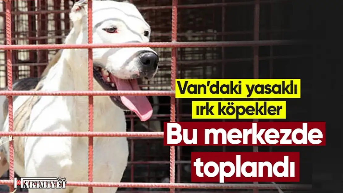 Van'da yasaklı ırk köpeklere bu merkezde bakılıyor