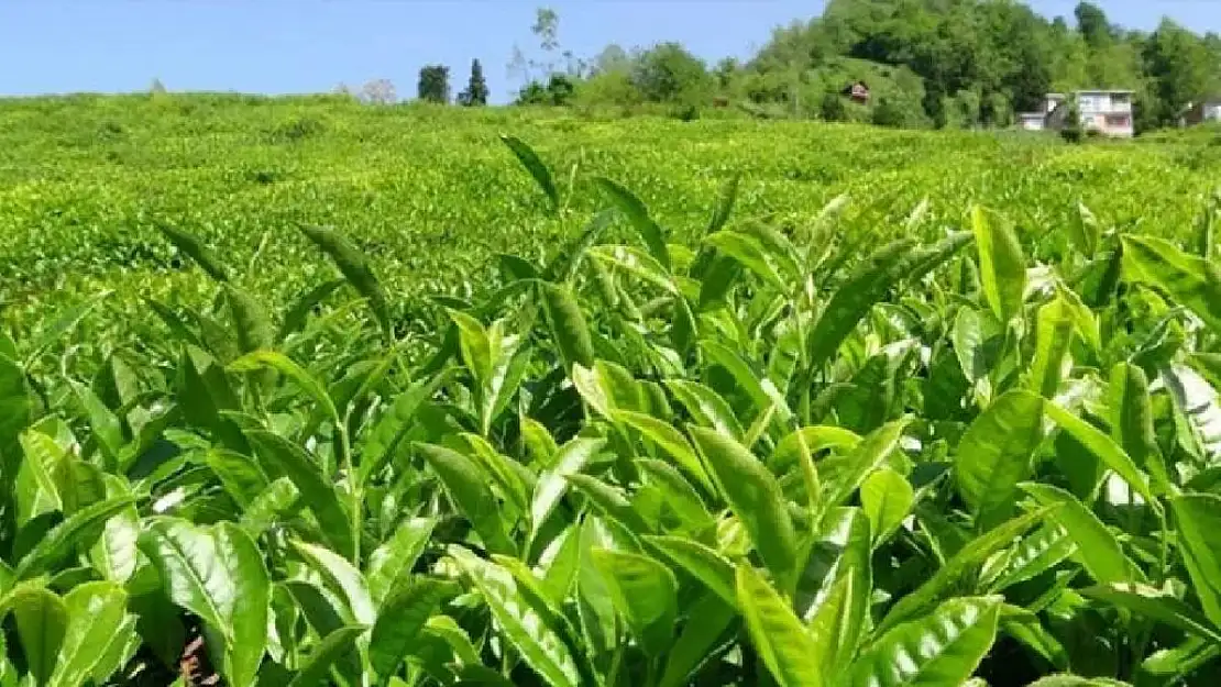 Çay fiyatlarında yeni düzenleme! Zam oranı belli oldu...