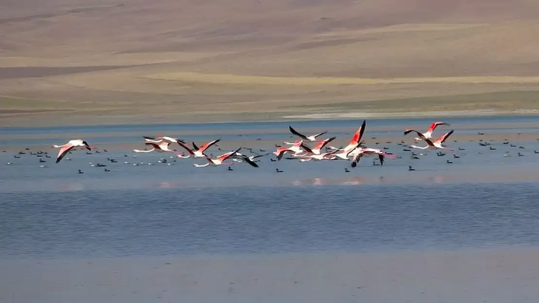 Flamingolar Erçek Gölü kıyısında görsel şölen oluşturdu