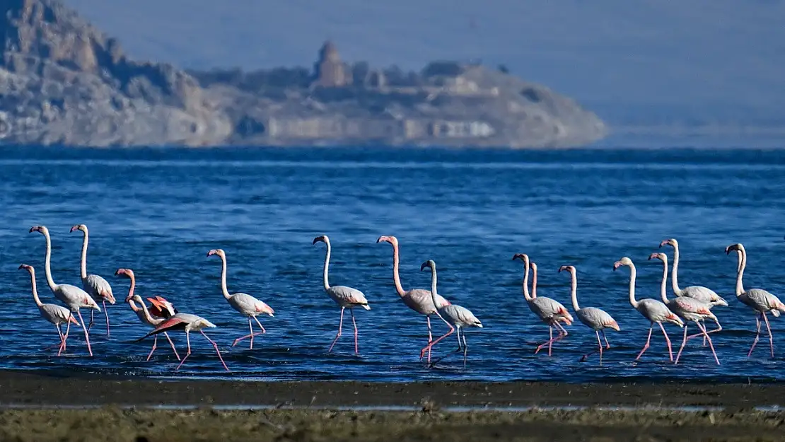 Flamingolar Van'da kaldı