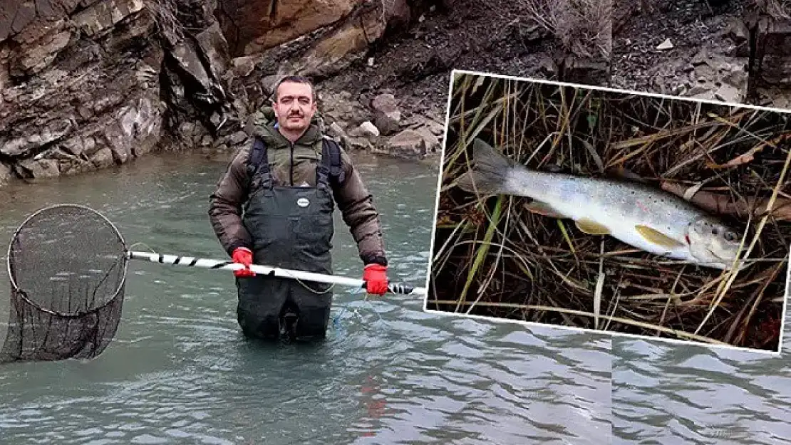 Kırmızı benekli alabalıkların nesli tehlike altında