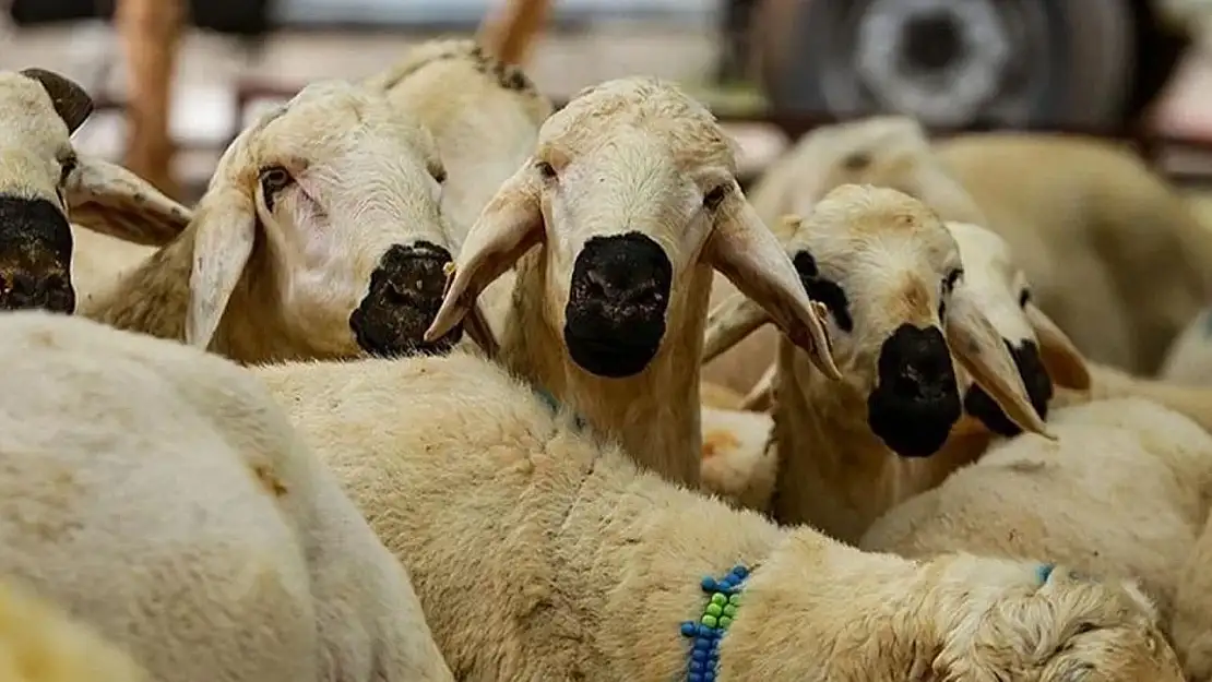 Kurban Kesecekler Dikkat: Cezası 16 Bin TL'ye Çıktı!